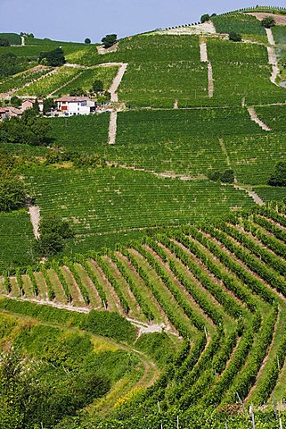 Moscato vineyards on the hills surrounding Canelli, Asti, Piedmont, Italy