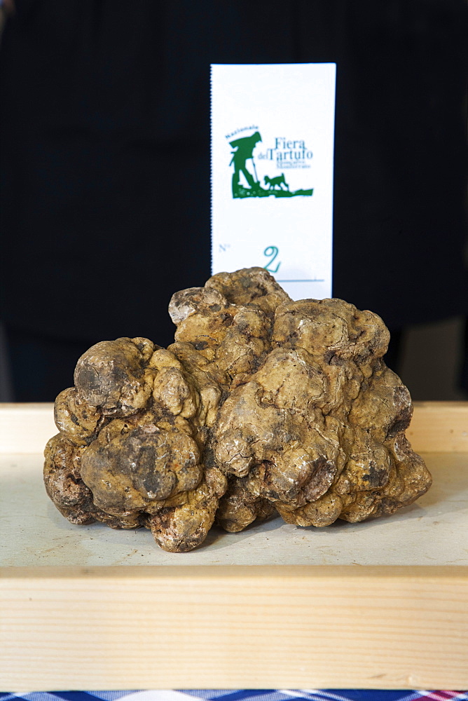 Moncalvo National  Truffle Fair, a nice  piece of white truffle (Tuber magnatum) taking part to the contest for the best one, Asti, Piedmont, Italy, Europe