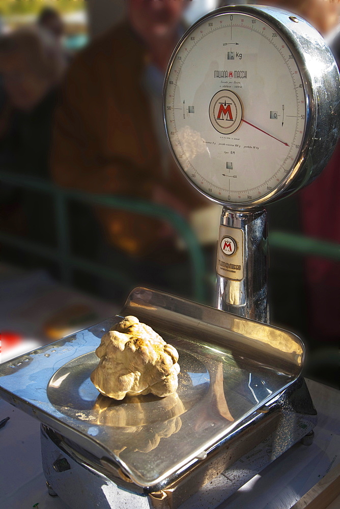 Moncalvo National  Truffle Fair, a  big white truffle (Tuber magnatum) weighting 620 gr., Asti, Piedmont, Italy, Europe