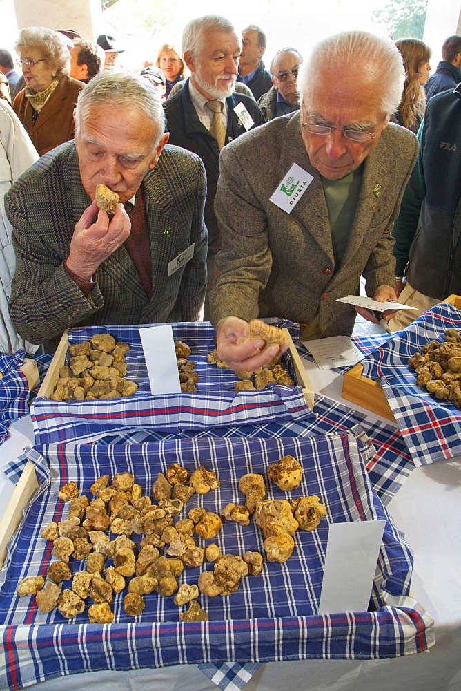 Moncalvo National Truffle Fair, evaluation of the white truffles (Tuber magnatum) entering the contest, Asti, Piedmont, Italy, Europe