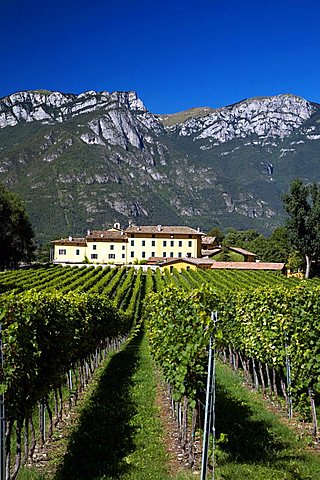 Wineyard, Tenuta San Leonardo, Marchese Guerrieri Gonzaga, Borghetto all'Adige, Vallagarina, Trentino Alto Adige, Italy, Europe