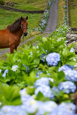 Horse in a road with hydrangea flower, Caldeira de Guilherme Moniz, Terceira, Azores Island, Portugal, Europe