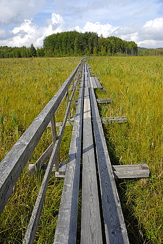 Wood path over the swamp, Siikalahti Park, Lappeenranta, South Karelia, Finland, Scandinavia, Europe