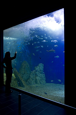 Acquario di Cala Gonone, Dorgali, Provincia di Nuoro, Sardinia, Italy
