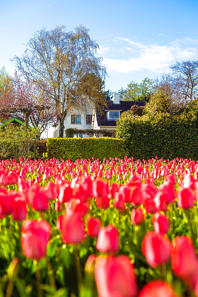 Tulips in Lisse, Netherlands, Europe