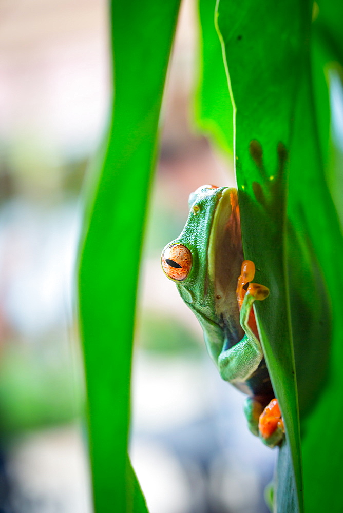 Wild red eyed tree frog looking at the camera, Tortuguero National Park, Costa Rica, Central America