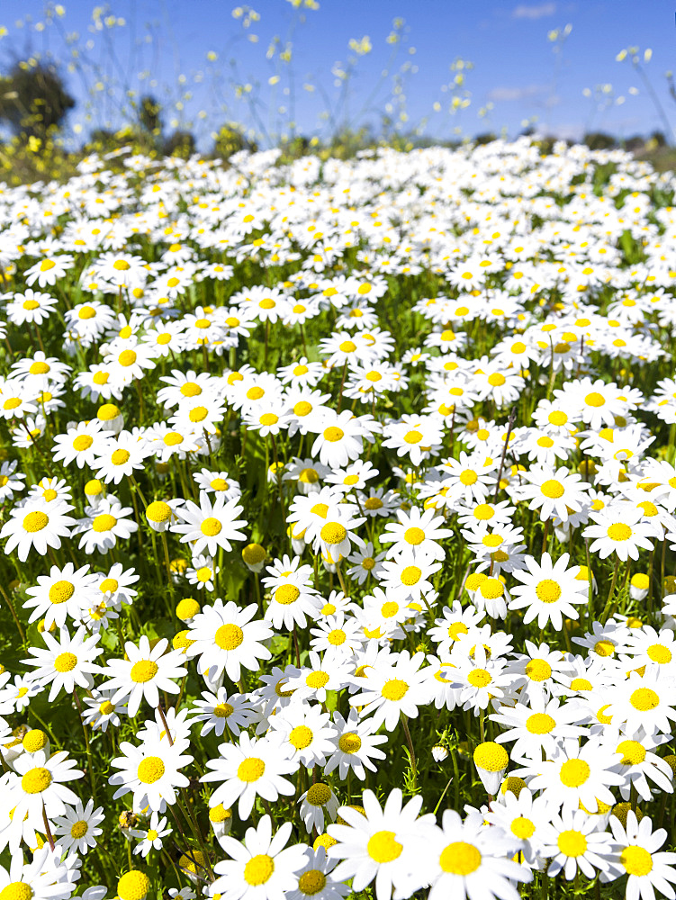 Scentless false mayweed (scentless mayweed, scentless chamomile, wild chamomile, mayweed, false chamomile, Baldr's brow , Tripleurospermum maritimum), meadow near Marvao.  Europe, Southern Europe, Portugal, Alentejo