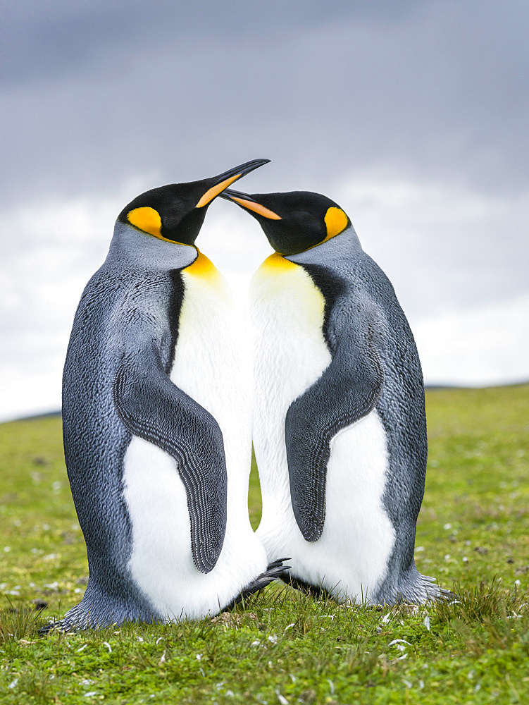 King Penguin (Aptenodytes patagonicus) on the Falkand Islands in the South Atlantic. South America, Falkland Islands, January