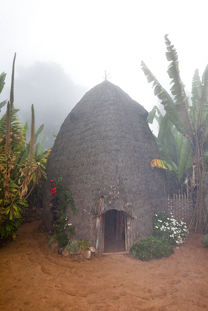 A Dorze compound with banana grove in foggy weather. The huts have a frame made of bamboo amd a waterproof layer of Banana leaves. Cattle has its own compartment in the hut. The tribe of the Dorze is living high up in the Guge Moutains above the ethiopian part of the rift valley. ,Africa, East Africa, Ethiopia, February 2010