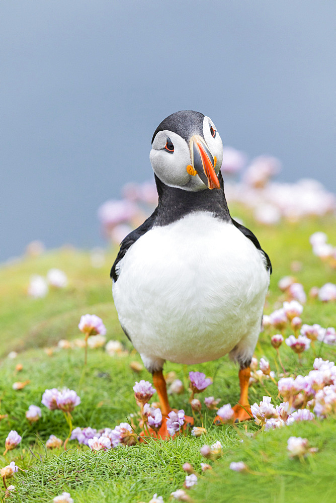 Atlantic Puffin (Fratercula arctica) on the Shetland Islands in Scotland.   Europe, northern europe, great britain, scotland, Shetland Islands, June