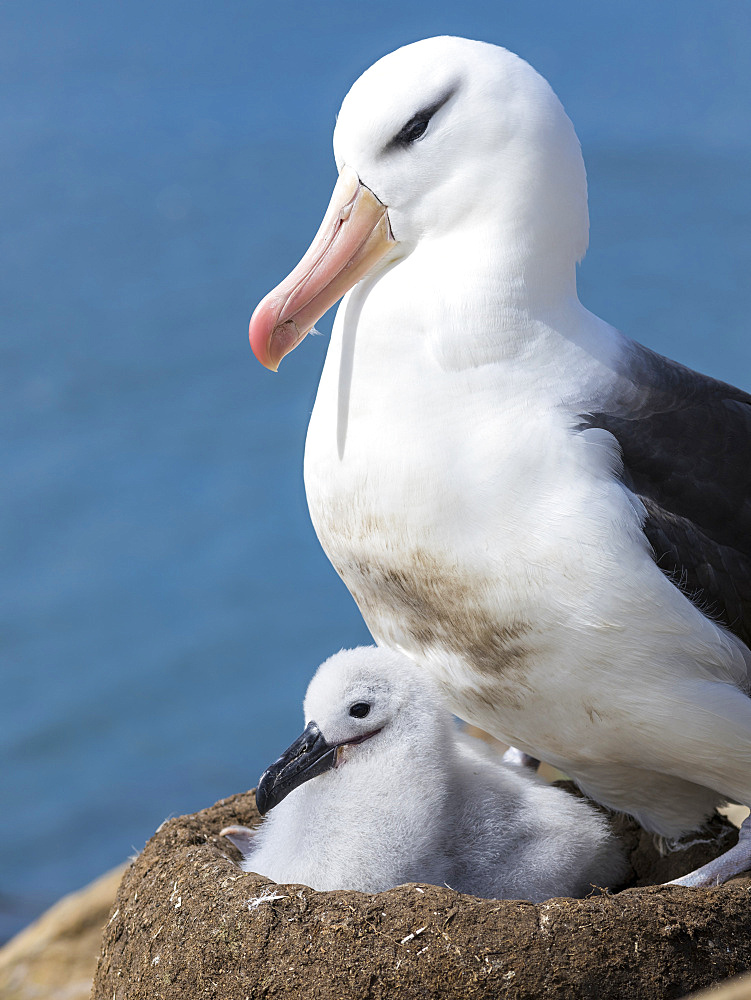 Black-browed Albatross ( Thalassarche melanophris ) or Mollymawk, chick with adult bird on tower shaped nest.  South America, Falkland Islands, January