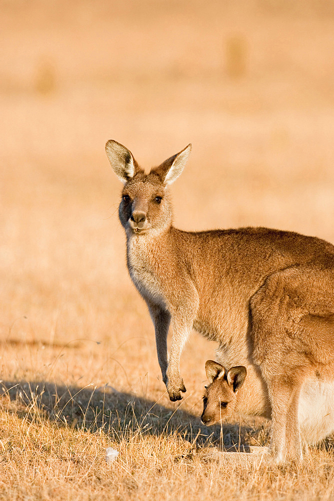 Eastern Grey Kangaroo or Forester Kangaroo (Macropus giganteus), female, mother with Joey looking out of pouch, Australia, Tasmania