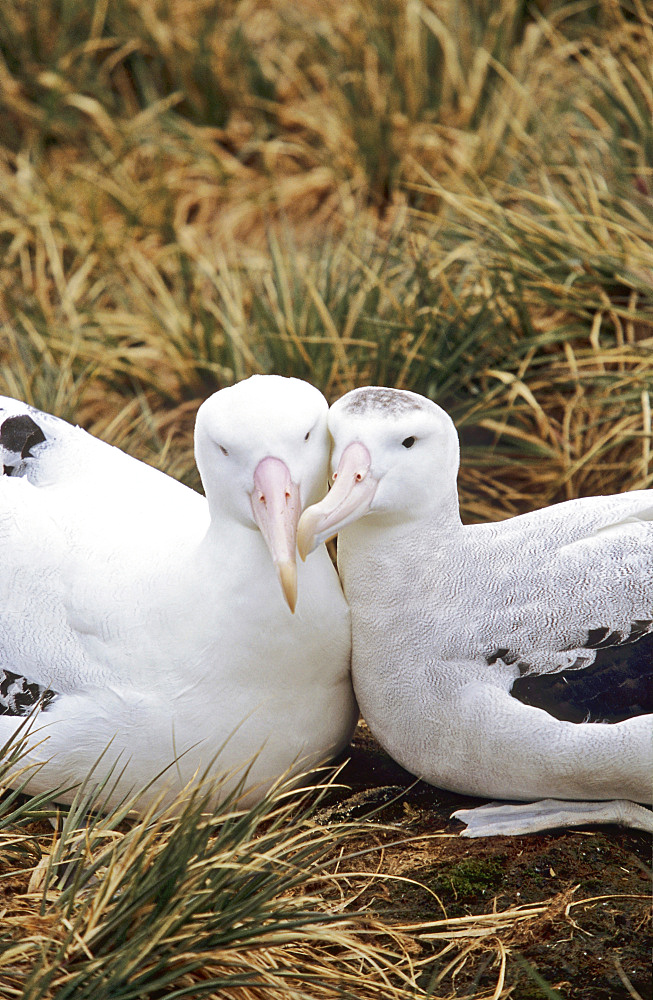 Wandering Albatross (Diomendea exulans) in courtship behaviour, Island of South Georgia