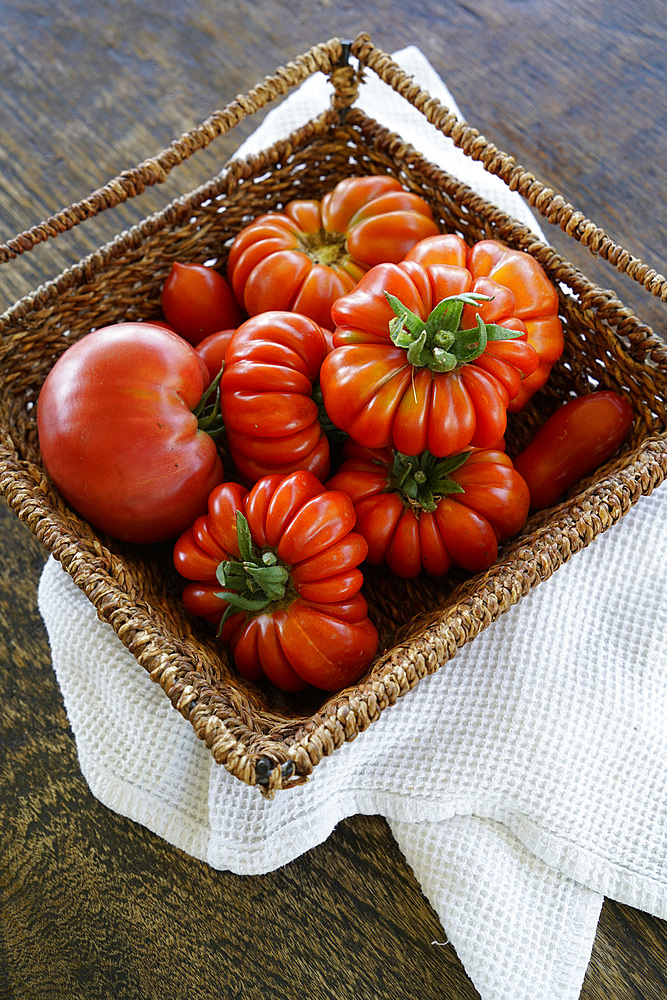 Organic fresh tomatoes, Umbria, Italy, Europe