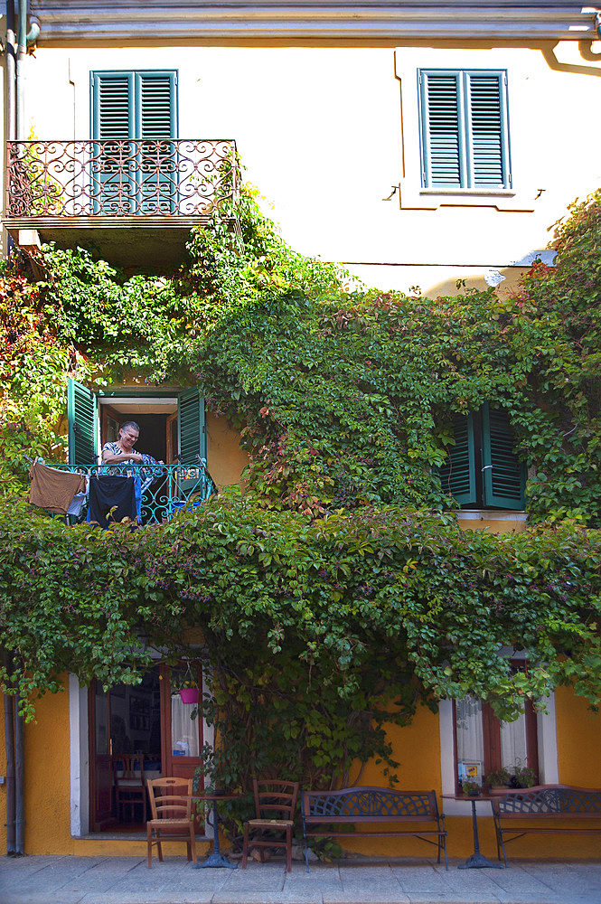 Parthenocissus quinquefolia, La Maddalena, Old Town, Sardinia, Italy, Europe