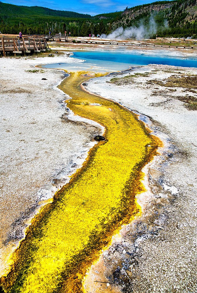 Creek and pool in Biscuit Basin, Yellowstone National Park, Wyoming.