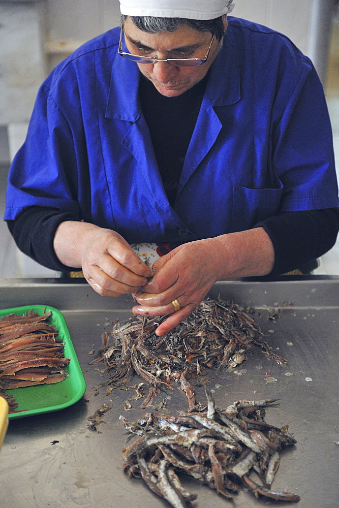 Preparation of anchovy sauce called Colatura di alici, a fish sauce for pasta typical of Cetara village, Amalfi Coast, Campania, Italy, Europe