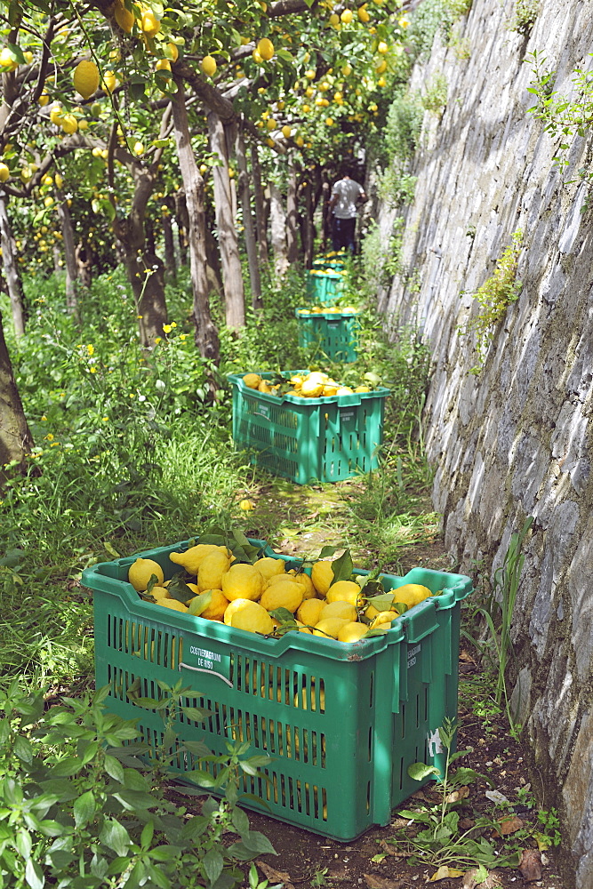 Lemon garden in Maiori, the Protected Geographical Indication contributed both to the enhancement of this precious citrus and to the hydrogeology protection of this area, Amalfi Coast, Campania, Italy