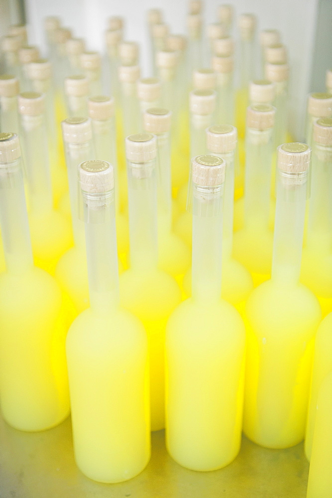 Bottles of Limoncello, a typical liqueur produced in the Amalfi Coast, obtained by maceration of the lemon peel in alcohol. The photo shows the newly bottled liquor in a small family-run factory in Positano, one of the last countries of the Amalfi Coast proceeding towards Naples, then to the north.