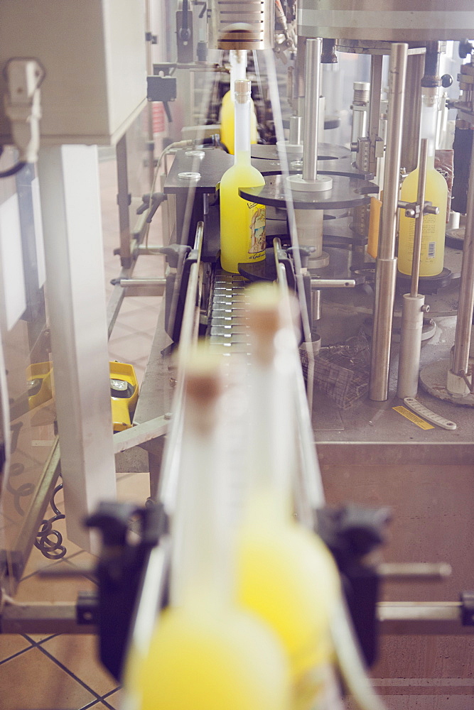 Production of traditional liqueur Limoncello in the distillery, laboratory and factory Il gusto della Costa, The taste of the coast owned by Valentino Esposito, Positano, Amalfi coast, Campania, Italy, Europe