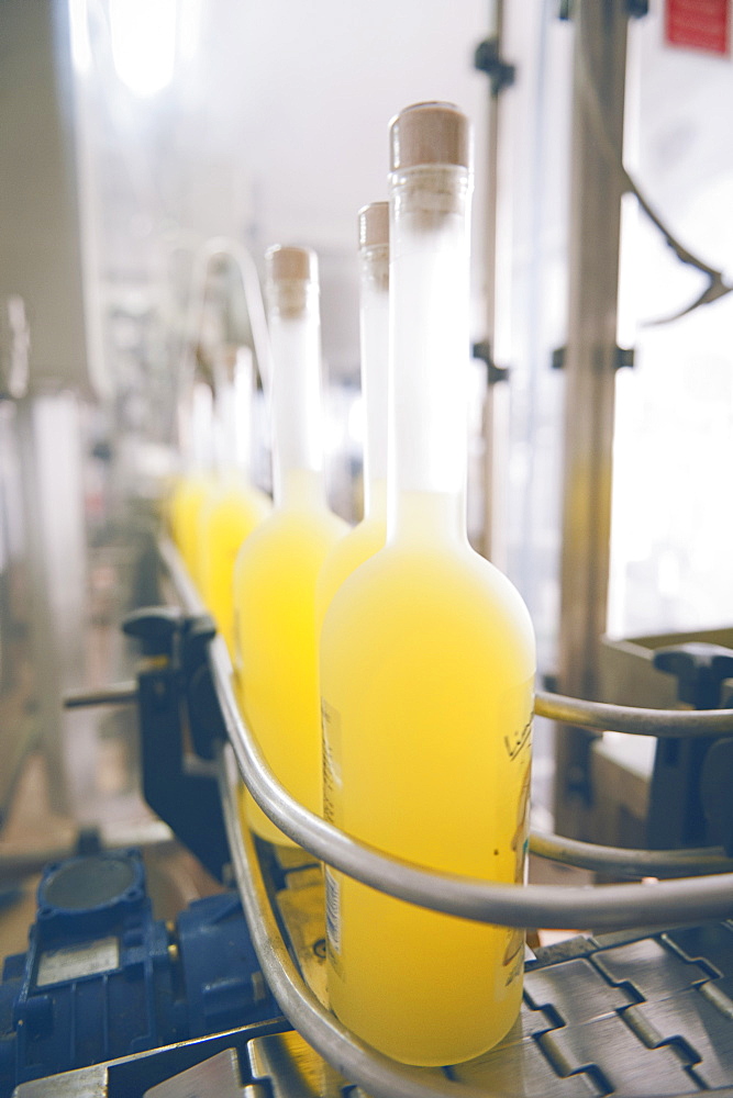 Production of traditional liqueur Limoncello in the distillery, laboratory and factory Il gusto della Costa, The taste of the coast owned by Valentino Esposito, Positano, Amalfi coast, Campania, Italy, Europe