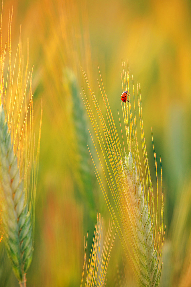 Ladybugs walk over an ear of gold corn / A man helps a ladybug to arrive over an ear of gold corn, Italy, Europe