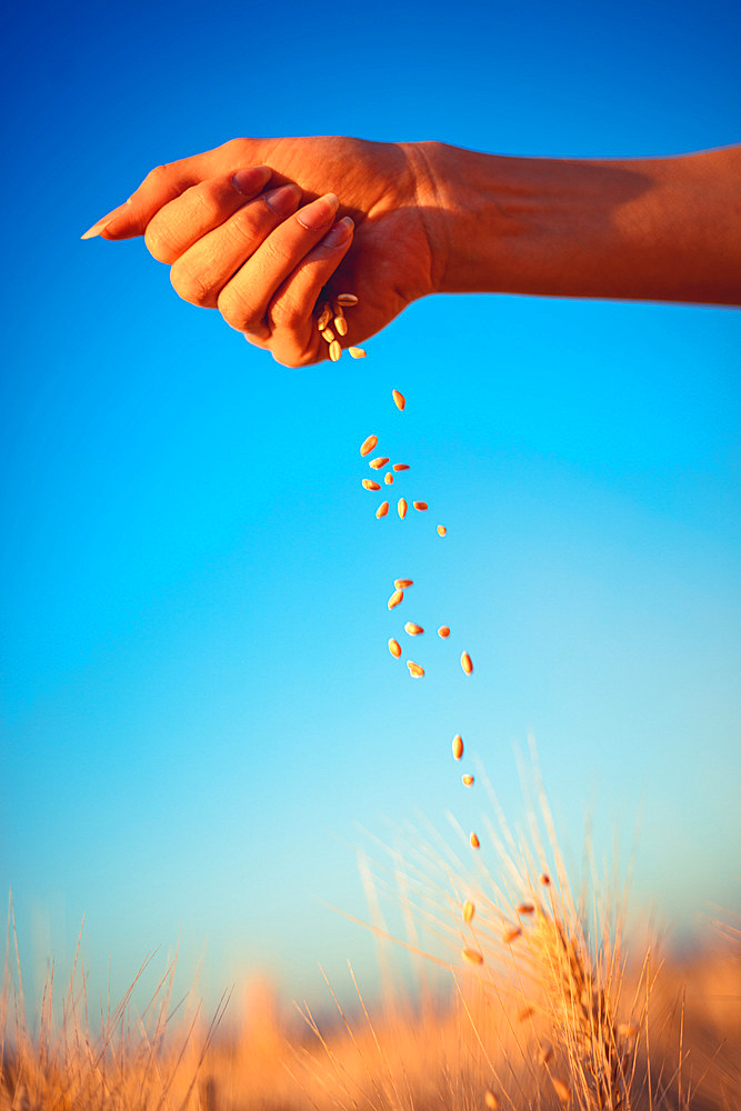 Young girl holding grain of wheat in a field in her hands, Italy, Europe