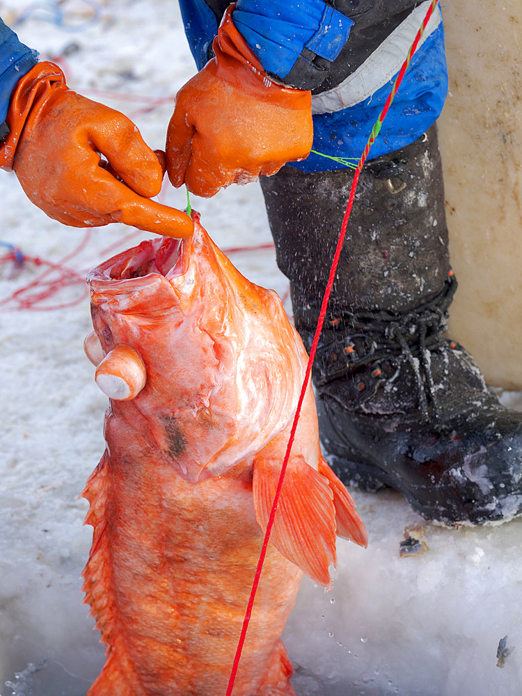 Fisherman on the sea ice of a fjord using a longline, species is Sebastes Norvegicus. Fishery during winter near Uummannaq in northern Westgreenland beyond the arctic circle. North America, Greenland, Danish territory