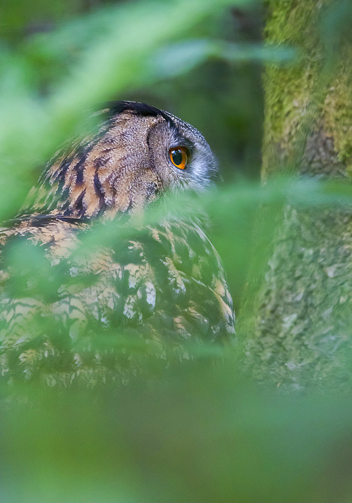 Eurasian Eagle-Owl (Bubo bubo). Enclosure in the National Park Bavarian Forest, Europe, Germany, Bavaria