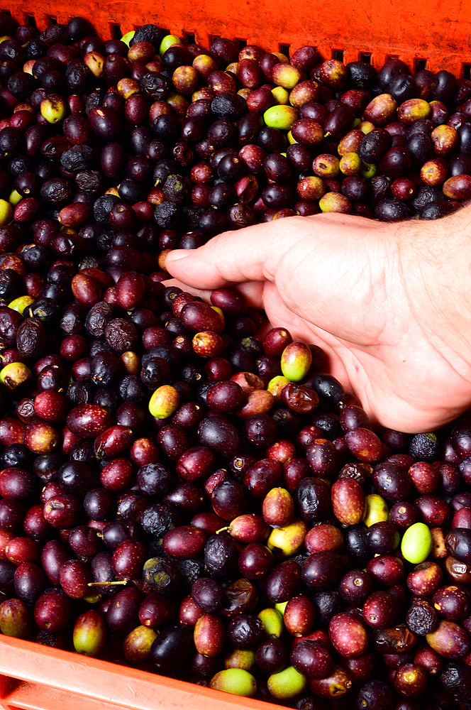 Container of Taggiasca olives before pressing. Leca d'Albenga, Savona, Liguria, Italy