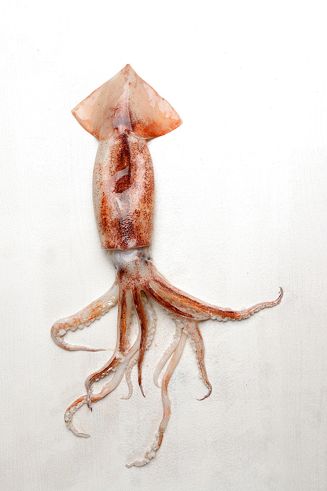 The squid (Todarodes sagittatus) is a cephalopod mollusk, Italy, Europe