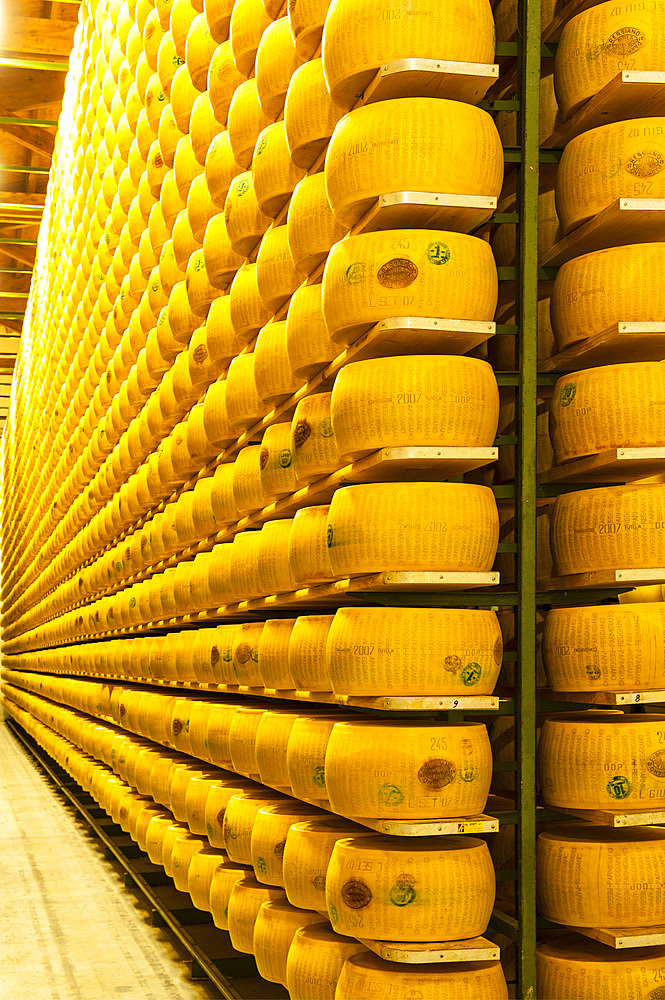 Production of Parmigiano Reggiano cheese at the Caseificio Sociale Castellazzo, Campagnola Emilia, Modena, Emilia Romagna, Europe, Italy