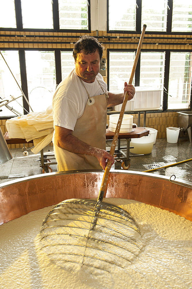 Production of Parmigiano Reggiano cheese at the Hombre dairy, Modena, Emilia Romagna, Europe, Italy