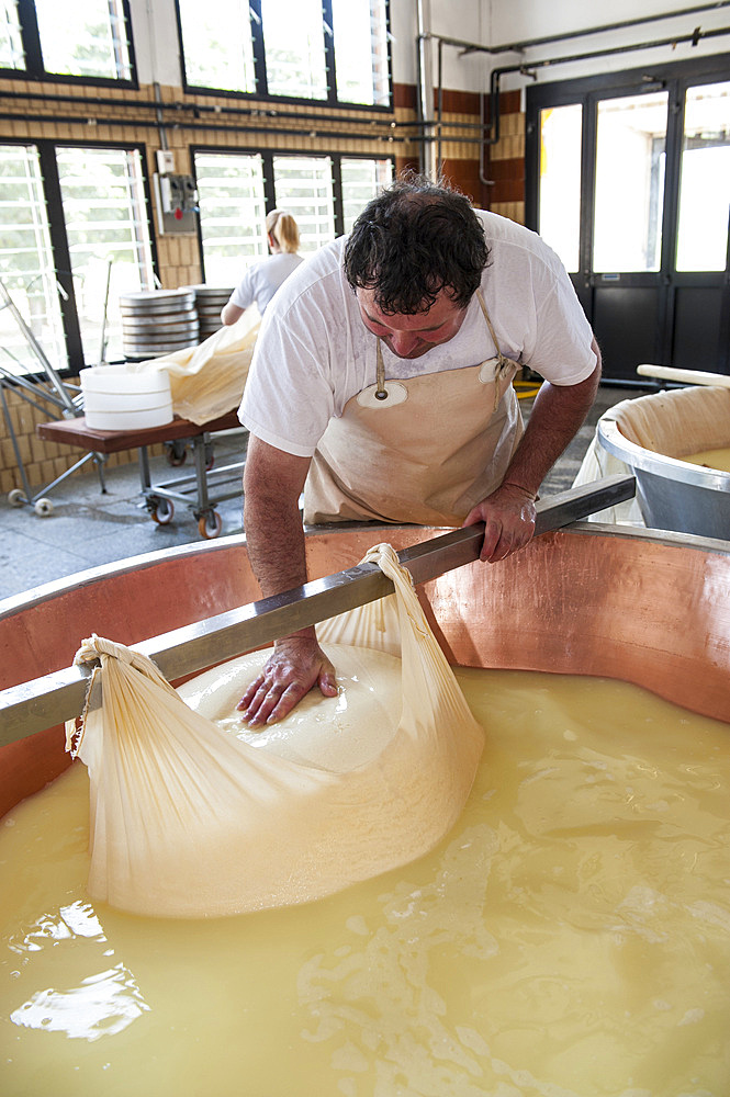 Production of Parmigiano Reggiano cheese at the Hombre dairy, Modena, Emilia Romagna, Europe, Italy