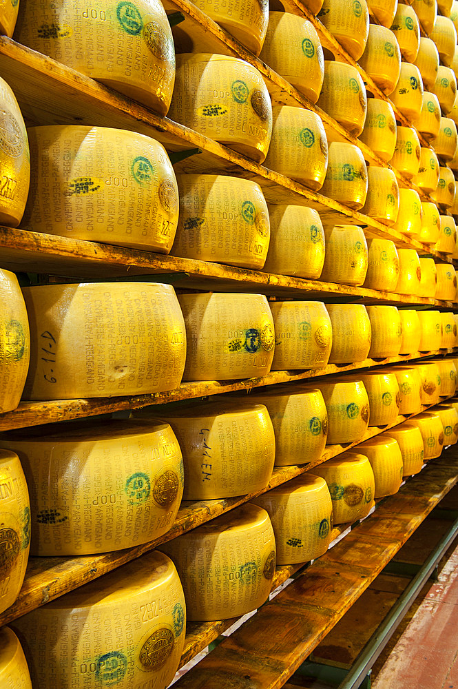 Production of Parmigiano Reggiano cheese at the Hombre dairy, Modena, Emilia Romagna, Europe, Italy