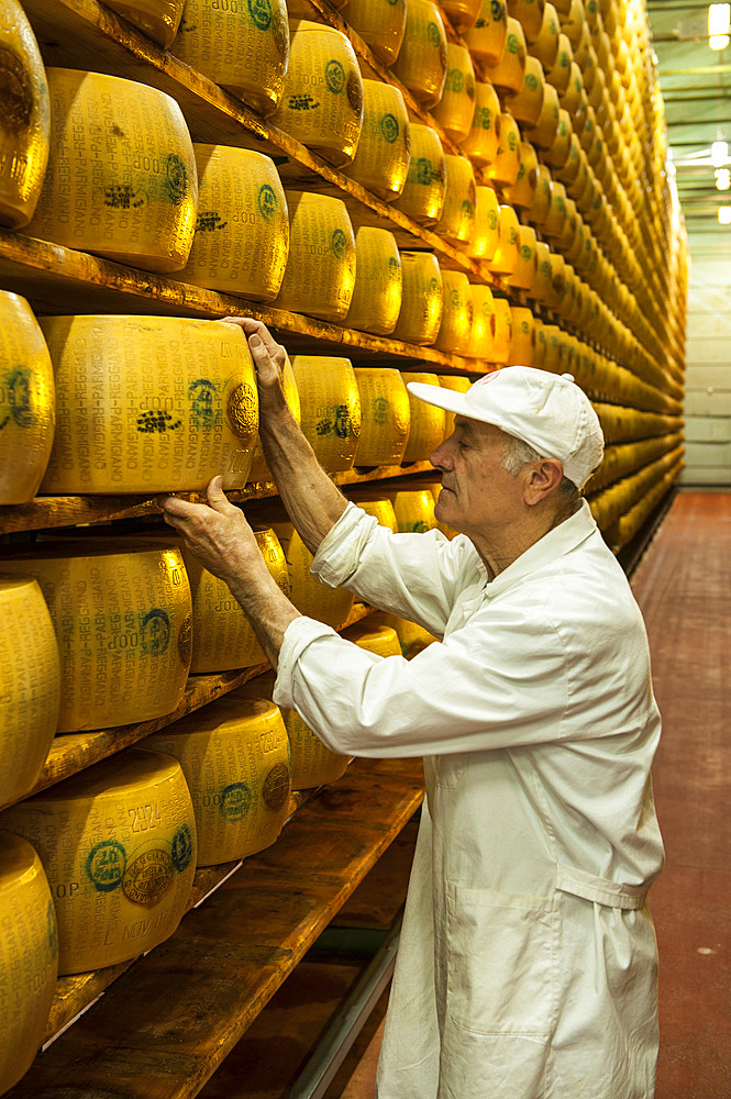 Seasoning test, Production of Parmigiano Reggiano cheese at the Hombre dairy, Modena, Emilia Romagna, Europe, Italy