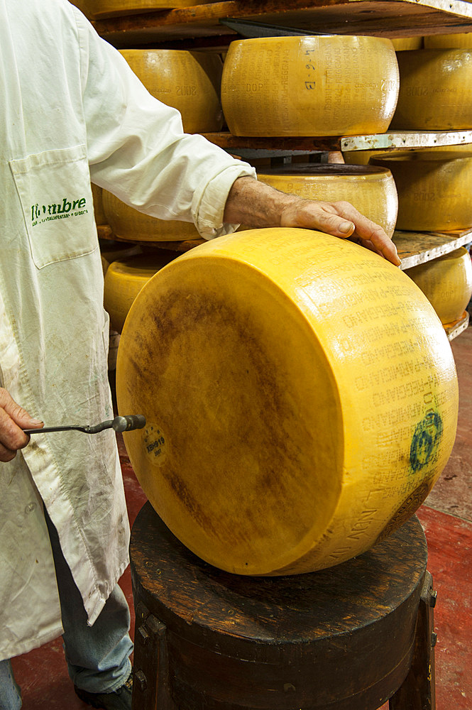 Seasoning test, Production of Parmigiano Reggiano cheese at the Hombre dairy, Modena, Emilia Romagna, Europe, Italy