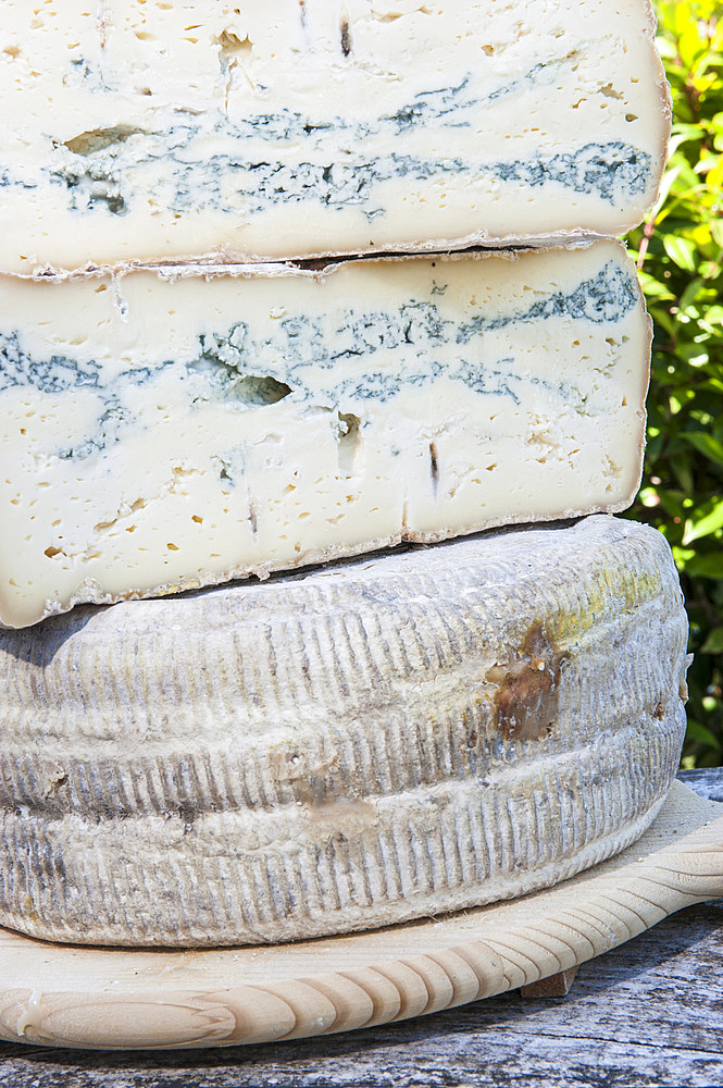 Sant'Antonio Agricultural Cooperative, Dairy company for the production of Strachitunt, typical raw milk cheese, raw paste, possibly blue, produced with whole cow's milk with the two curds technique, milk is obtained about a hundred Brown Alpine cows at 800 meters above sea level, DOP cheese, Val Taleggio valley; Lombardy; Italy; Europe.