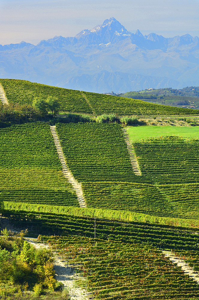 The Langa, characterized by vineyards, in the background the Monviso, Cuneo, Piedmont, Italy, Europe, UNESCO, World Heritage Site, UNESCO, World Heritage Site