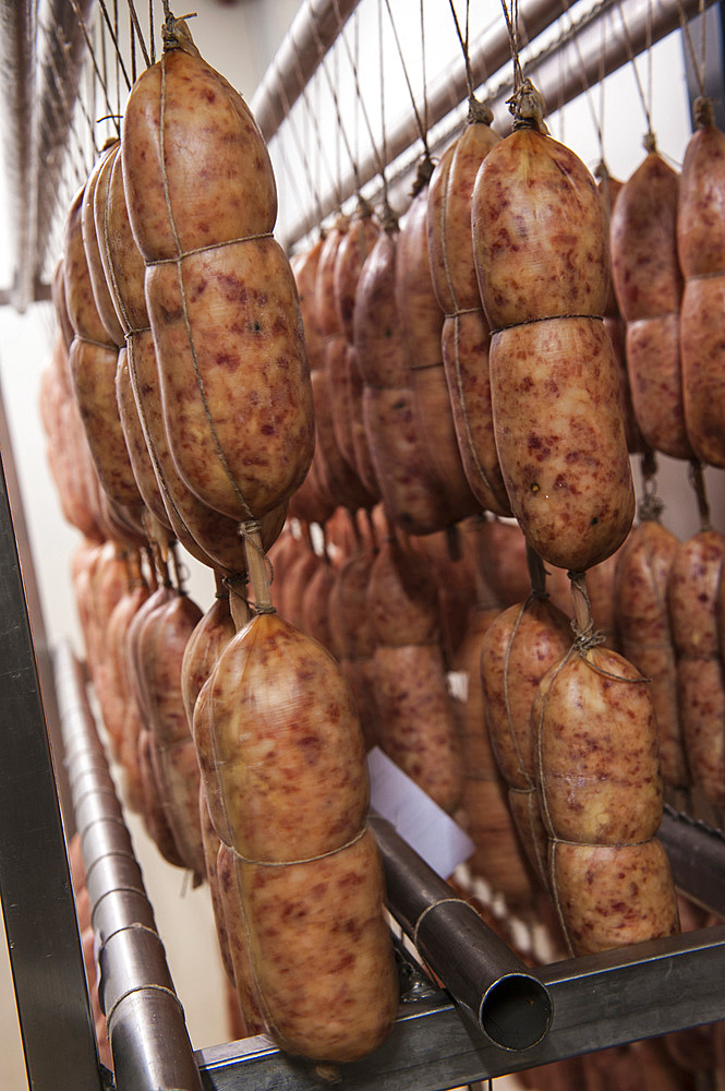 Sergio Motta at the processing of cotechino, sausage cured meat, at the renowned Macelleria Motta, Bellinzago Lombardo, Milan, Lombardy, Italy, Europe