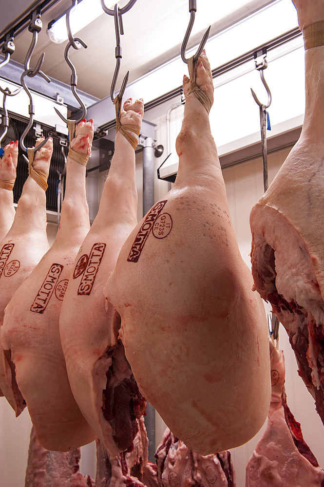 Aging of hams at the renowned Macelleria Motta, Bellinzago Lombardo, Milan, Lombardy, Italy, Europe