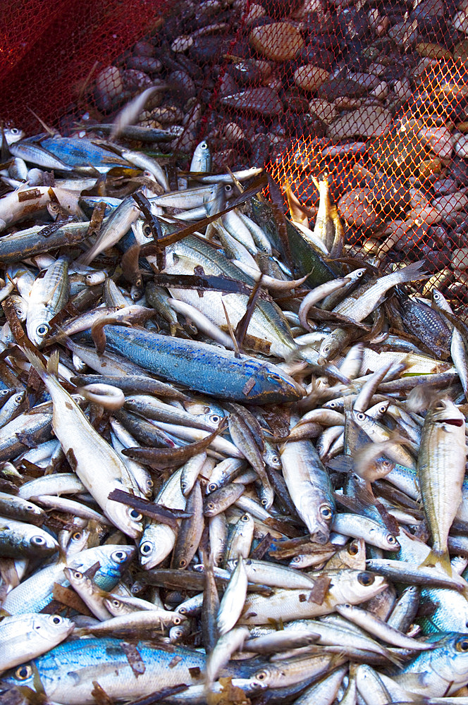 Fishing for Ciciarello, a type of blue fish, with the seine net. Noli, Savona, Liguria, Italy