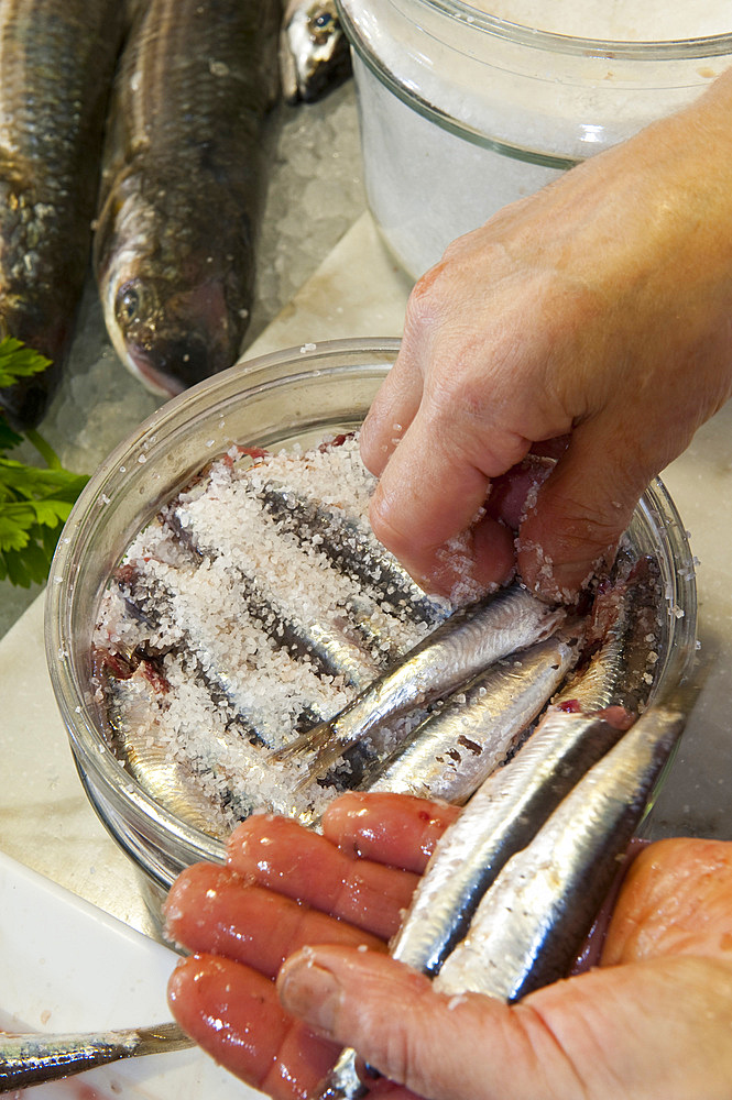 Salting of anchovies at Pescheria Clelia fish market, via Colombo 106; Noli, Savona, Liguria, Italy