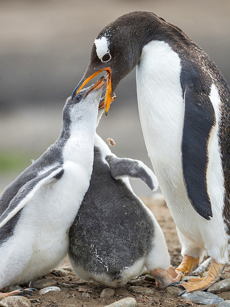 Feeding of chick. Gentoo penguin (Pygoscelis papua) on the Falkland Islands. South America, January