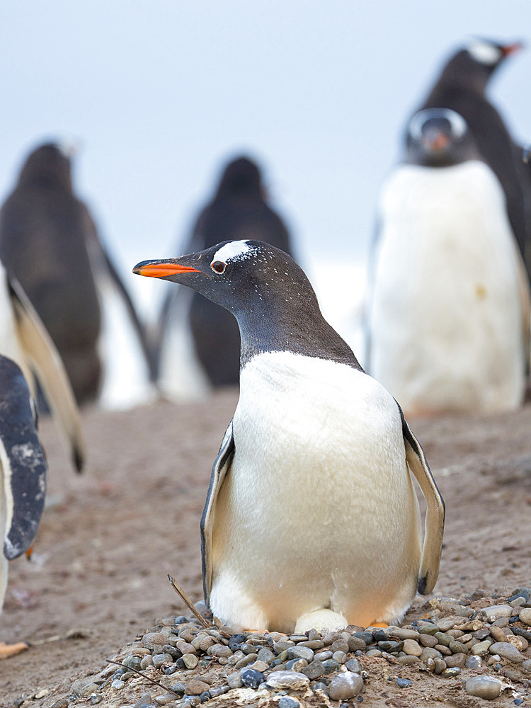 Parent on nest with egg. Gentoo penguin (Pygoscelis papua) on the Falkland Islands. South America, January