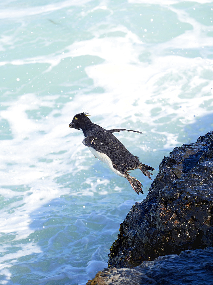 Jumping into the sea from a steep cliff on Bleaker Island. Rockhopper Penguin (Eudyptes chrysocome), subspecies Southern Rockhopper Penguin (Eudyptes chrysocome chrysocome). South America, Falkland Islands, January