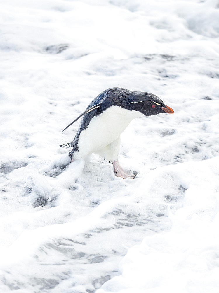 Coming ashore and climbing a steep cliff on Bleaker Island. Rockhopper Penguin (Eudyptes chrysocome), subspecies Southern Rockhopper Penguin (Eudyptes chrysocome chrysocome). South America, Falkland Islands, January