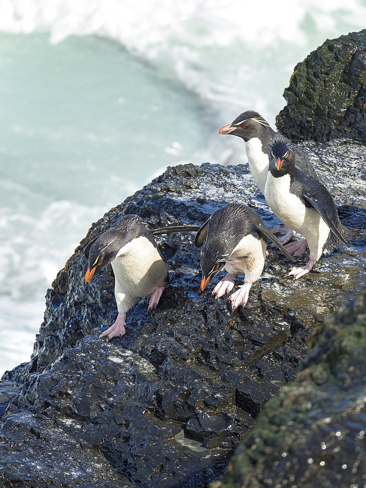 Coming ashore and climbing a steep cliff on Bleaker Island. Rockhopper Penguin (Eudyptes chrysocome), subspecies Southern Rockhopper Penguin (Eudyptes chrysocome chrysocome). South America, Falkland Islands, January