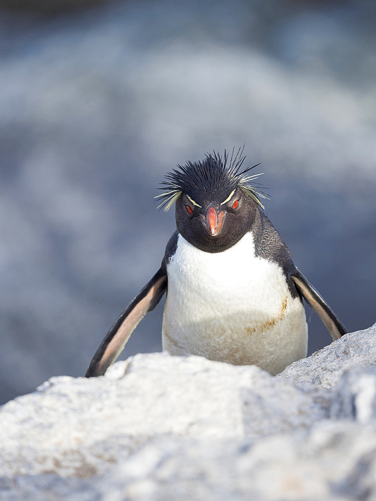 Climbing through a steep and rocky cliff Rockhopper Penguin (Eudyptes chrysocome), subspecies Southern Rockhopper Penguin (Eudyptes chrysocome chrysocome). South America, Falkland Islands, January