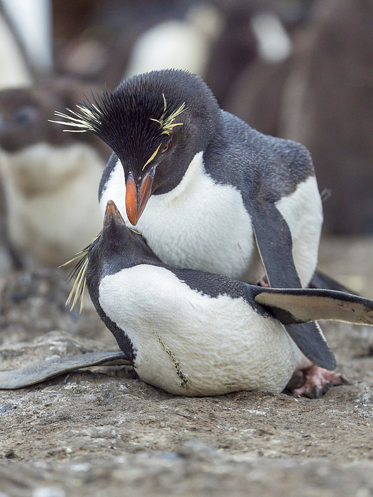 Mating. Rockhopper Penguin (Eudyptes chrysocome), subspecies Southern Rockhopper Penguin (Eudyptes chrysocome chrysocome). South America, Falkland Islands, January